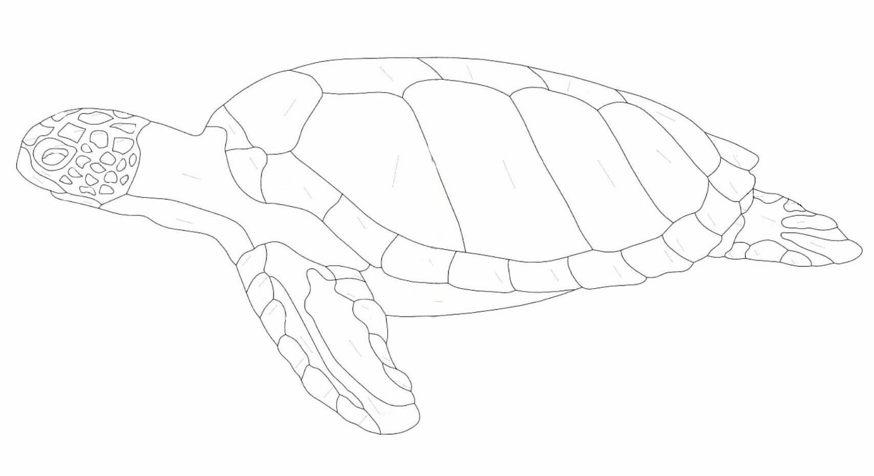 Чертеж морской черепахи в технике интарсия