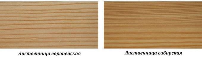 Соотношение ранней и поздней древесины у лиственницы сибирской и европейской